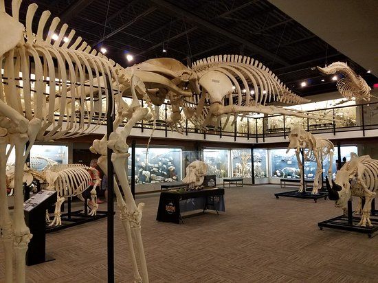 Museum of Osteology